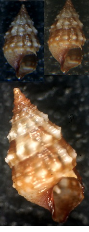 Cerithium sp.
